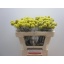 product/img.floraplaza.nl/LCRA5-LIVE_fotos-0x652492DFC2BF99F66FB95D5F1DADE840DCB528D4.jpg
