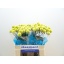 product/img.floraplaza.nl/LCRA5-LIVE_fotos-0xF3172F11B5A84945AB7398B88D14F66702D93A3E.jpg