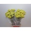product/img.floraplaza.nl/LCRA6-LIVE_fotos-0x2AB9B7D971A48BE6F1ABE98DCEC2113F421C066B.jpg