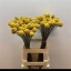 product/img.floraplaza.nl/LCRA6-LIVE_fotos-0x34B0478052BE55CD627CED43E581A1F35C3BDDCC.jpg