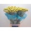 product/img.floraplaza.nl/LCRA7-LIVE_fotos-0xBC561B2E3747EFD1AE5090720FD4CC553D505231.jpg