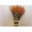 product/img.floraplaza.nl/LCROLUC8-LIVE_fotos-0xF09250460330CE7BEA462E0EA0357CE838D16CCD.jpg