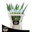 product/img.floraplaza.nl/LCURSIAMS5-LIVE_fotos-0x83319E371BE662F4BFC4ADE8200397F5B5717500.jpg