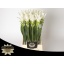 product/img.floraplaza.nl/LCURSIAMS6-LIVE_fotos-0x7A08E1023AD032099EA3952806A8A8CD3B33C89F.jpg