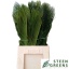 product/img.floraplaza.nl/LCYC7-LIVE_fotos-0xAC28BEBDA05F2846E4952C266C7C33642D927E9E.jpg