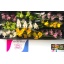product/img.floraplaza.nl/LCYM6-LIVE_fotos-0xBDB6679C65711110D0DEA983328497F62080A424.jpg