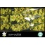 product/img.floraplaza.nl/LCYM6BON-LIVE_fotos-0x36C96A98562A92C98AE21B9ADFB050A3C65826C4.jpg