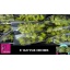 product/img.floraplaza.nl/LCYM6BON-LIVE_fotos-0xD6326779489582A821F0A60D6B964E78F83CB9B7.jpg