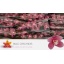 product/img.floraplaza.nl/LCYM6BRA-LIVE_fotos-0x67921ABF382259F97C9801C12276F47A01AB64CC.jpg