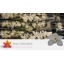 product/img.floraplaza.nl/LCYM6CAS-LIVE_fotos-0x10FBB19F616C02B12EB9846E17CFEA8CCF8BF030.jpg