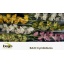 product/img.floraplaza.nl/LCYM7-LIVE_fotos-0xCBE772315D0DAB751411A88C7E25AAC867158034.jpg