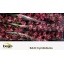 product/img.floraplaza.nl/LCYMBRY6-LIVE_fotos-0x2FE4A8A8F38D43535EA248843BA0D26689E1B602.jpg