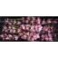 product/img.floraplaza.nl/LCYMBRY6-LIVE_fotos-0xF2F13B9363B08458C107B2C515DE073D58DC1A96.jpg