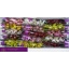 product/img.floraplaza.nl/LCYMMI5-LIVE_fotos-0xDA6C60CF760025C6623D222761978D7971874218.jpg