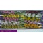 product/img.floraplaza.nl/LCYMMIN6-LIVE_fotos-0xB1FBD490BB6E86758C68F5F5EC5EF88B90E634CA.jpg