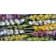 product/img.floraplaza.nl/LCYMMIN6-LIVE_fotos-0xCEF0CA904B2D3981476A53BF77C742E610C22863.jpg