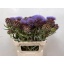 product/img.floraplaza.nl/LCYNCAR8-LIVE_fotos-0x9E75D2A36C831CEEBCB4CFEA9B39C1425E31B2A4.jpg