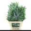 product/img.floraplaza.nl/LCYR7-LIVE_fotos-0xAA515B9DFAB2AB4579722AF3C2C488B3CED18275.jpg