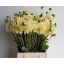 product/img.floraplaza.nl/LDAH5CHA-LIVE_fotos-0x1453AA53ADB3975CB20B9AB30BB56ABB20B5D68F.jpg