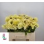 product/img.floraplaza.nl/LDAH5CHA-LIVE_fotos-0x34FB4DE0290F9C2902534185B0CC6F5CB39FA6DB.jpg