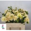 product/img.floraplaza.nl/LDAH5CHA-LIVE_fotos-0x7B7DB61E407D685F0E93B8C7823DBC163C076445.jpg