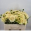 product/img.floraplaza.nl/LDAH5CHA-LIVE_fotos-0xAE331BDDF0F4928E277858E479B5572761010253.jpg