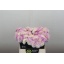 product/img.floraplaza.nl/LDAHBALG4-LIVE_fotos-0xF331347FDD0AC04813CB2A25798DEBFC5DA5C96E.jpg