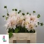 product/img.floraplaza.nl/LDAHCAF6-LIVE_fotos-0x79FAB18012FB3CF799A840B3F6FFB90366F433A5.jpg
