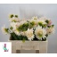 product/img.floraplaza.nl/LDAHCAF6-LIVE_fotos-0xA0D67EB7771296C46DF3737A55EF72BE5524816B.jpg