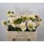 product/img.floraplaza.nl/LDAHCAF6-LIVE_fotos-0xAACFB14F310C7A7555AD5A1EA0A98E63C2EA7947.jpg