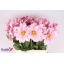 product/img.floraplaza.nl/LDAHCAF6-LIVE_fotos-0xDC0B26B429296427F55840C2FDD06C0984CCD36F.jpg