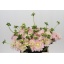 product/img.floraplaza.nl/LDAHDIAM4-LIVE_fotos-0xB2AFBF0A2FEECED280AB1C043EF07003F5AAF702.jpg