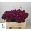 product/img.floraplaza.nl/LDAHIVA5-LIVE_fotos-0xD41AE9433EB3F647A467909CD70F8D92B747966D.jpg