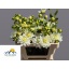 product/img.floraplaza.nl/LDAHKARMZ5-LIVE_fotos-0x33ED5ADEDD24543A122A530BCBA8C3F3A40B795B.jpg