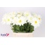 product/img.floraplaza.nl/LDAHKARMZ5-LIVE_fotos-0x62A246209019AABCD7DEECE8599D5A631A84A41F.jpg