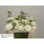 product/img.floraplaza.nl/LDAHKARMZ5-LIVE_fotos-0x6D4349CB24060EDAF394BF8C7D3739CC10CD75EC.jpg