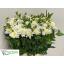 product/img.floraplaza.nl/LDAHKARMZ6-LIVE_fotos-0x135AD356924B77E9A08EC1E628A10FD10D53C12D.jpg