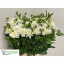 product/img.floraplaza.nl/LDAHKARMZ6-LIVE_fotos-0x32BC4EC874B9532C02CBE671D1D25058DE89BDCE.jpg
