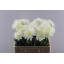 product/img.floraplaza.nl/LDAHKARMZ6-LIVE_fotos-0x536190961B881F9950F97BA8B5BB3A2EA06AABE9.jpg
