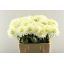 product/img.floraplaza.nl/LDAHKARMZ6-LIVE_fotos-0x88CFBF33760D5954632BF2F2180D0AC31E71CC3E.jpg