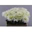 product/img.floraplaza.nl/LDAHKARMZ6-LIVE_fotos-0x8A6CA5095B7CCBA53CB1DED5A3E5DAA48DBD968E.jpg