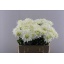product/img.floraplaza.nl/LDAHKARMZ6-LIVE_fotos-0xEFE0D6BCD29D2F003DC2E80D6291EF4DCE8E1E0C.jpg
