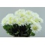 product/img.floraplaza.nl/LDAHMAASWAA-LIVE_fotos-0x3441E703AB731CA886AB9C72361B9654F5C400D9.jpg