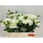 product/img.floraplaza.nl/LDAHMAASWAA-LIVE_fotos-0x659D5E0D85F34A3F1605A03A84AC0990A3B2B8F6.jpg