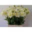product/img.floraplaza.nl/LDAHMAASWAA-LIVE_fotos-0x6BE4FC32A10D0FBC62F1226425B8291D96A356DB.jpg