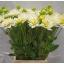 product/img.floraplaza.nl/LDAHMAASWAA-LIVE_fotos-0x974811E35762B9C048A662E5CC5F9D4A9A90C781.jpg