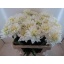 product/img.floraplaza.nl/LDAHMAASWAA-LIVE_fotos-0xB1540D20BA7DE5D33A9E19551D33A970E2E19A53.jpg