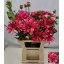 product/img.floraplaza.nl/LDAHOV6-LIVE_fotos-0x260068877F062C32E3BD5E80FE5A80F7D7AD156A.jpg