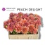 product/img.floraplaza.nl/LDAHOV6-LIVE_fotos-0x3FB21653C932C0682FFA9AAD96B4D318B9EB2925.jpg