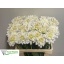 product/img.floraplaza.nl/LDAHWHIO6-LIVE_fotos-0x40EC72AF970701B9D6415ACD116AE5811785CC2A.jpg